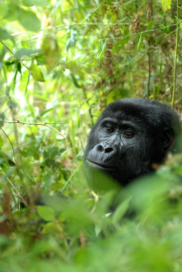Nkuringo Bwindi Gorilla Lodge 外观 照片
