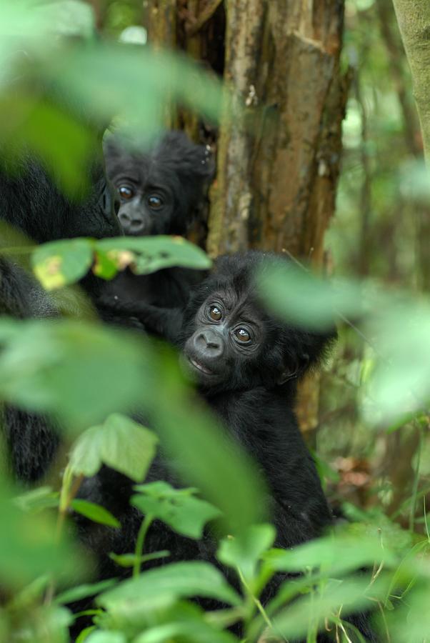 Nkuringo Bwindi Gorilla Lodge 外观 照片